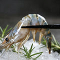 Giant River Prawn