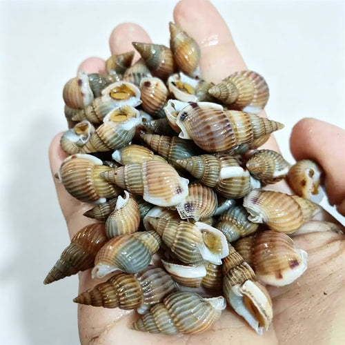 Fresh Live Sea Snails